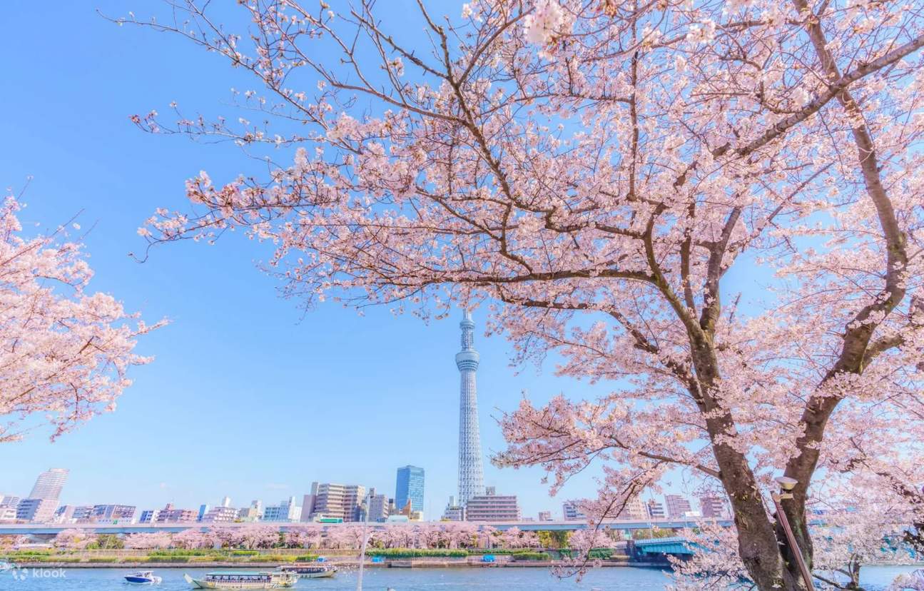 One-Day Tour of Tokyo's Top 5 Cherry Blossom Viewing Spots [Cherry ...
